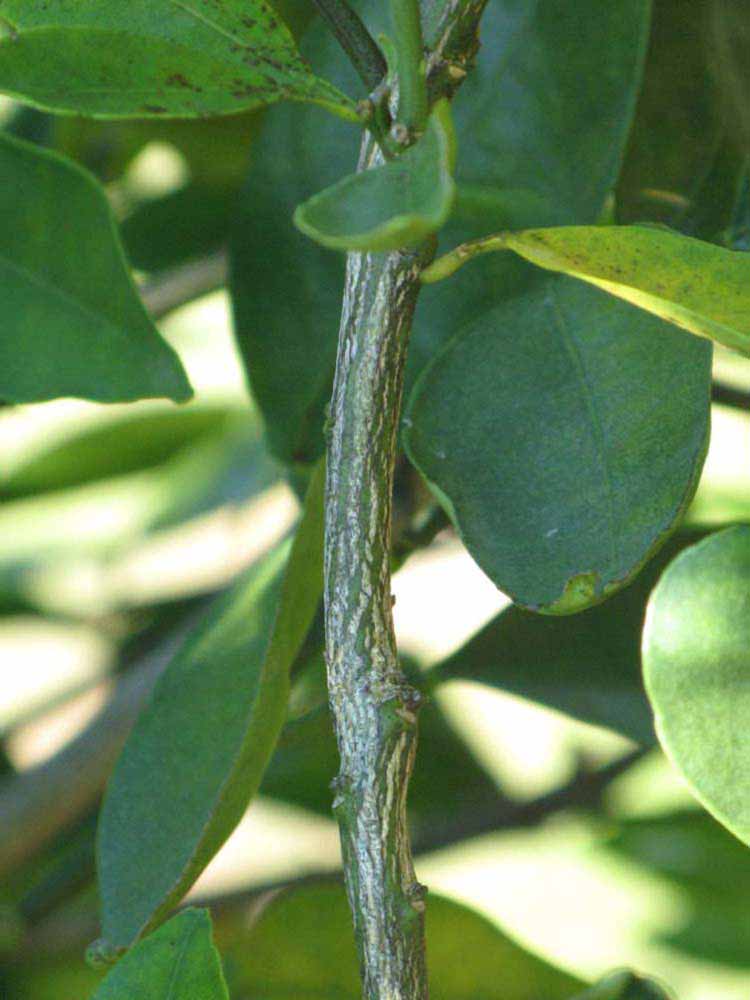              Second - third year twig (Winter Haven, FL)       